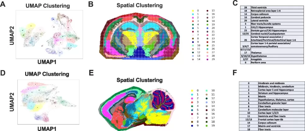 Spatial dimensionality reduction, and manual annotation in brain tissues via UMAP.